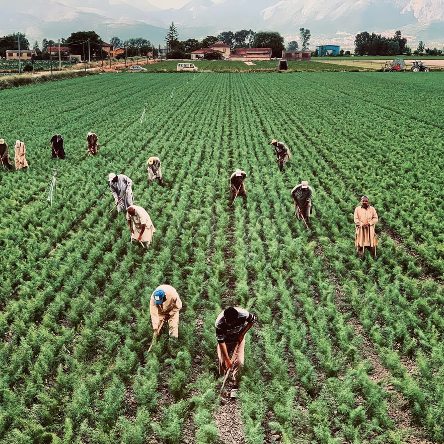 Unrecognizable ethnic agricultural workers on green plantations on farm